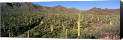 Framed Saguaro National Park, Arizona Print