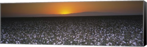 Framed Cotton crops in a field, San Joaquin Valley, California, USA Print