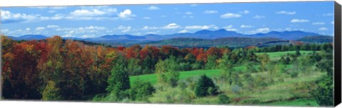 Framed Autumn Trees VT Print