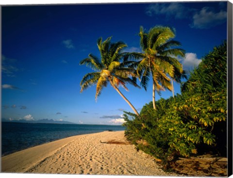 Framed Palm trees and beach, Tahiti French Polynesia Print