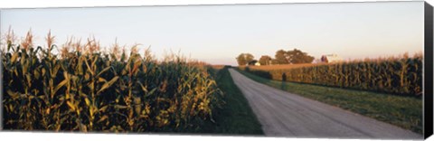 Framed Dirt road passing through fields, Illinois, USA Print