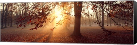 Framed Beech Trees Uppland Sweden Print