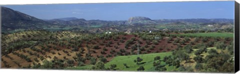 Framed Olive Groves Andalucia Spain Print