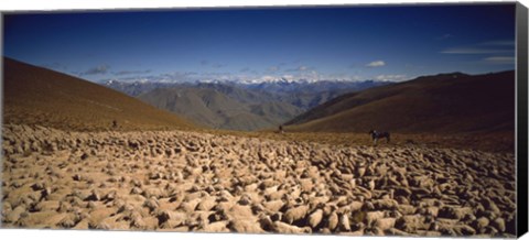 Framed Sheep Otago New Zealand Print
