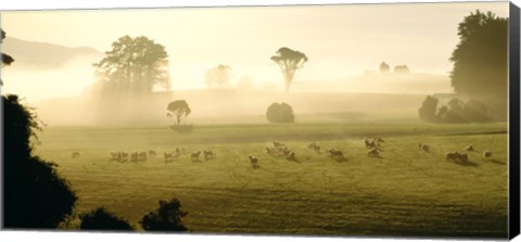 Framed Farmland &amp; Sheep Southland New Zealand Print