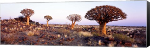 Framed Quiver Trees Namibia Africa Print