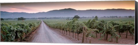 Framed Road in a vineyard, Napa Valley, California, USA Print