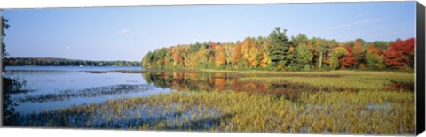 Framed Trees in a forest at the lakeside, Ontario, Canada Print