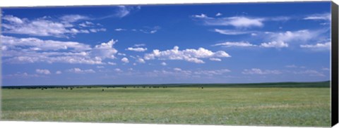 Framed Herd of Bison on prairie Cheyenne WY USA Print