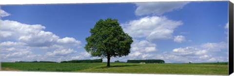 Framed Single Tree, Germany Print