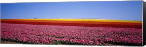 Framed Field Of Flowers, Near Encinitas, California, USA Print