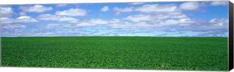 Framed Bush Bean Field, Mcminnville, Oregon, USA Print