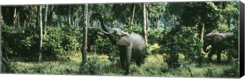 Framed Herd of Elephants Maasai Mara National Park Kenya Africa Print