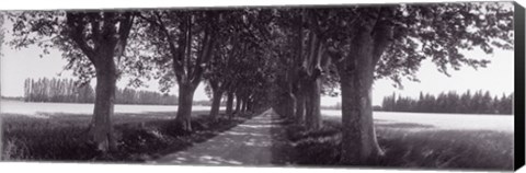 Framed Road Through Trees, Provence, France Print