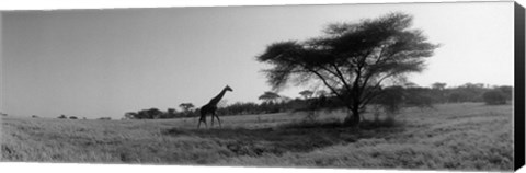 Framed Giraffe On The Plains, Kenya, Africa Print