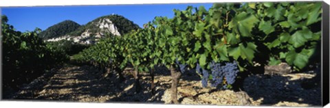 Framed Cote Du Rhone Vineyard, Provence, France Print