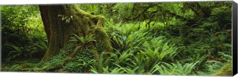 Framed Ferns and vines along a tree with moss on it, Hoh Rainforest, Olympic National Forest, Washington State, USA Print