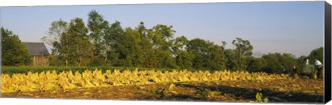 Framed Tractor in a tobacco field, Winchester, Kentucky, USA Print