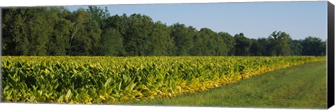 Framed Crop of tobacco in a field, Winchester, Kentucky, USA Print