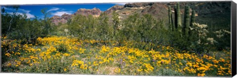 Framed Flowers in a field, Organ Pipe Cactus National Monument, Arizona, USA Print