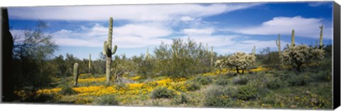 Framed Poppies and cactus on a landscape, Organ Pipe Cactus National Monument, Arizona, USA Print