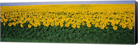 Framed Sunflower Field, Maryland, USA Print