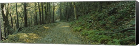 Framed Trees In A National Park, Shenandoah National Park, Virginia, USA Print