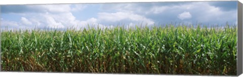 Framed Clouds over a corn field, Christian County, Illinois, USA Print