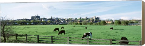 Framed Cows grazing in a field with a city in the background, Arundel, Sussex, West Sussex, England Print