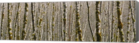 Framed Trees in the forest, Red Alder Tree, Olympic National Park, Washington State, USA Print