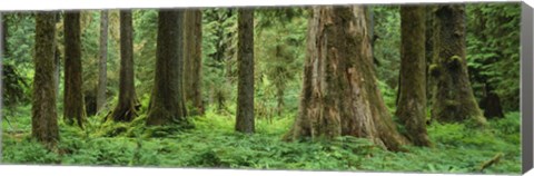 Framed Trees in a rainforest, Hoh Rainforest, Olympic National Park, Washington State, USA Print