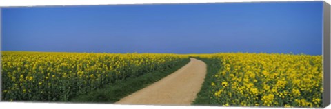 Framed Dirt road running through an oilseed rape field, Germany Print