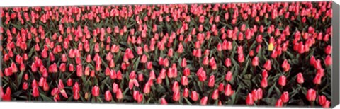 Framed Tulips, Noordbeemster, Netherlands Print