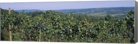 Framed Bunch of grapes in a vineyard, Finger Lakes region, New York State, USA Print