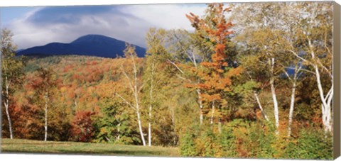 Framed Trees on a field in front of a mountain, Mount Washington, White Mountain National Forest, Bartlett, New Hampshire, USA Print
