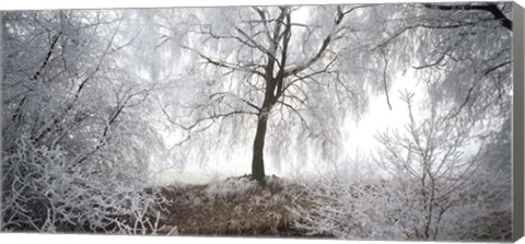 Framed Birch trees covered with snow, Switzerland Print