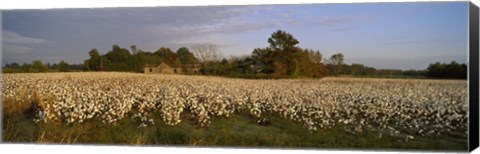 Framed Cotton plants in a field, North Carolina, USA Print