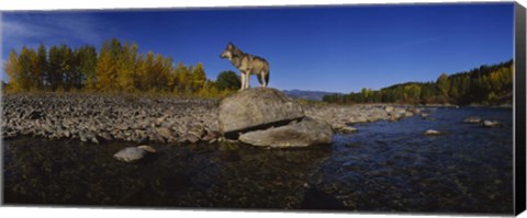 Framed Wolf standing on a rock at the riverbank, US Glacier National Park, Montana, USA Print
