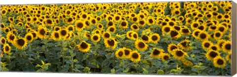 Framed Sunflowers (Helianthus annuus) in a field, Bouches-Du-Rhone, Provence, France Print