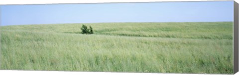 Framed Grass on a field, Prairie Grass, Iowa, USA Print