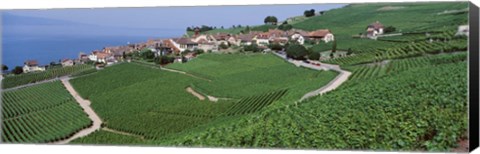 Framed Vineyards overlooking Lake Geneva, Switzerland Print