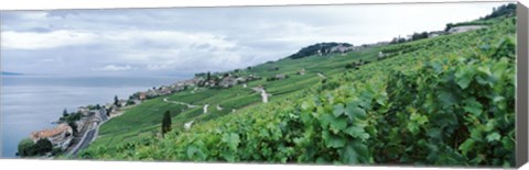 Framed Vineyard on a hillside in front of a lake, Lake Geneva, Rivaz, Vaud, Switzerland Print