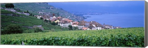 Framed Vineyards, Rivaz, Switzerland Print