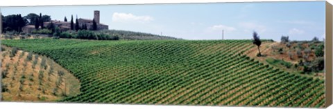 Framed Vineyards and Olive Grove outside San Gimignano Tuscany Italy Print