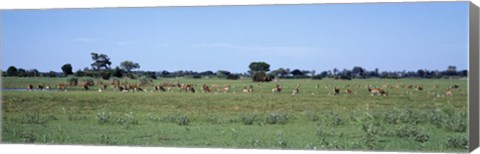 Framed Red Lechwee Moremi Game Reserve Botswana Africa Print