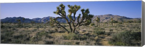 Framed Joshua trees on a landscape, Joshua Tree National Monument, California, USA Print