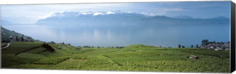 Framed Vineyard at the lakeside, Lake Geneva, Switzerland Print