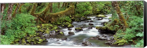 Framed Creek Olympic National Park WA USA Print