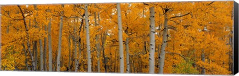 Framed Quaking Aspens Dixie National Forest UT Print