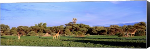 Framed Giraffes in a field, Moremi Wildlife Reserve, Botswana, South Africa Print